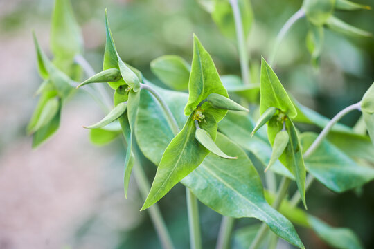 Euphorbia lathyris or Caper spurge growing outdoors, close-up