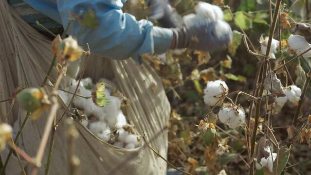Cotton farmer picking ripe cotton with his hands