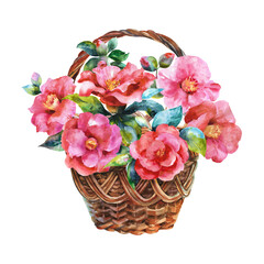Fototapeta na wymiar Watercolor basket with camellias. Wicker basket with pink flowers on a white background