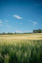 Fototapeta premium field and blue sky