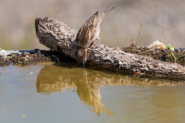 gorrión común alimentándose (Passer domesticus) Marbella Andalucía España	