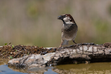 gorrión común alimentandose (Passer domesticus)