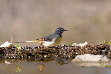  lavandera cascadeña bebiendo y reflejada en la charca del parque (Motacilla cinerea)