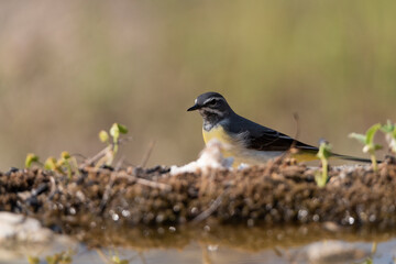  lavandera cascadeña bebiendo y reflejada en la charca del parque (Motacilla cinerea)