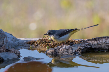 Obraz premium lavandera cascadeña bebiendo y reflejada en la charca del parque (Motacilla cinerea)