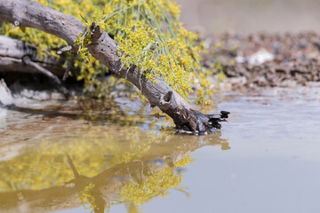 flores y ramas reflejadas en el estanque 