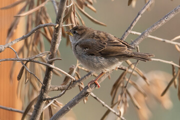 gorrión común cria posada en una rama  (Passer domesticus)