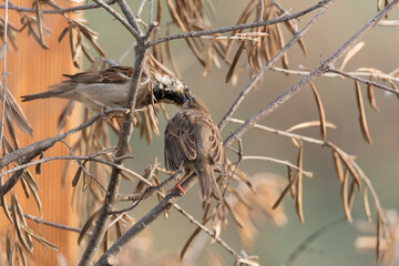 gorrión común alimentando a un pollo (Passer domesticus)
