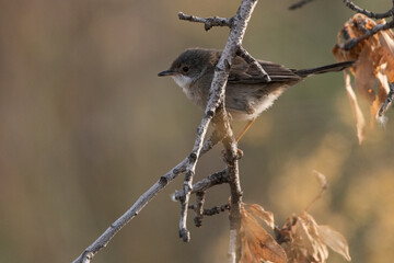 curruca cabecinegra​ o curruca de los brunos hembra posada en una rama (Sylvia melanocephala)