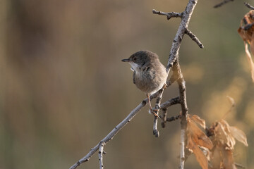 curruca cabecinegra​ o curruca de los brunos hembra posada en una rama (Sylvia melanocephala)