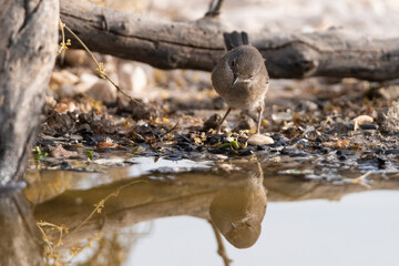curruca cabecinegra​ o curruca de los brunos hembra bañandose en el estanque(Sylvia melanocephala)