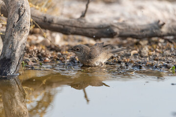 curruca cabecinegra​ o curruca de los brunos hembra bañandose en el estanque(Sylvia melanocephala)