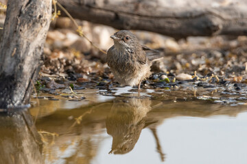 curruca cabecinegra​ o curruca de los brunos hembra bañandose en el estanque(Sylvia melanocephala)