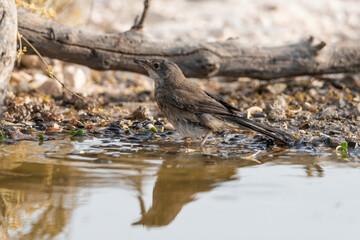 curruca cabecinegra​ o curruca de los brunos hembra bañandose en el estanque(Sylvia melanocephala)