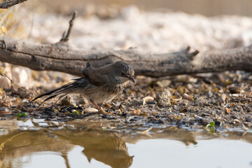 curruca cabecinegra​ o curruca de los brunos hembra bañandose en el estanque(Sylvia melanocephala)
