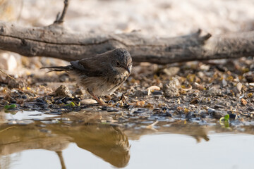 curruca cabecinegra​ o curruca de los brunos hembra bañandose en el estanque(Sylvia melanocephala)