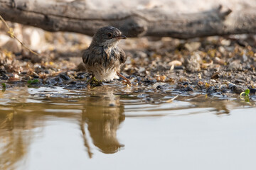 curruca cabecinegra​ o curruca de los brunos hembra bañandose en el estanque(Sylvia melanocephala)
