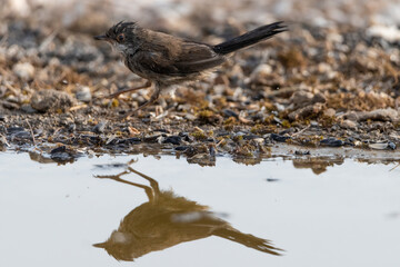 curruca cabecinegra​ o curruca de los brunos hembra bañandose en el estanque(Sylvia melanocephala)