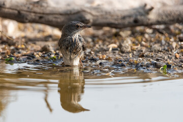 curruca cabecinegra​ o curruca de los brunos hembra bañandose en el estanque(Sylvia melanocephala)