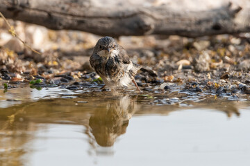 curruca cabecinegra​ o curruca de los brunos hembra bañandose en el estanque(Sylvia melanocephala)