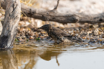 curruca cabecinegra​ o curruca de los brunos hembra bañandose en el estanque(Sylvia melanocephala)