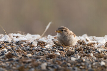  gorrión común (Passer domesticus)