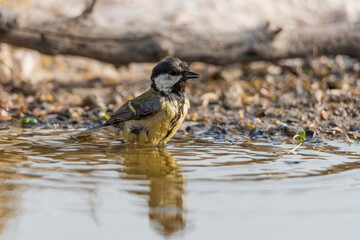 carbonero común bañandose en el estanque del bosque (Parus major)