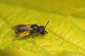 Closeup of a small miniature mining bee, Andrena sitting on a green leaf