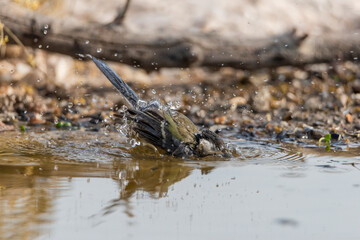 carbonero común bañandose en el estanque del bosque (Parus major)
