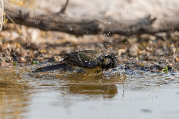 carbonero común bañandose en el estanque del bosque (Parus major)