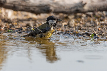 carbonero común bañandose en el estanque del bosque (Parus major)