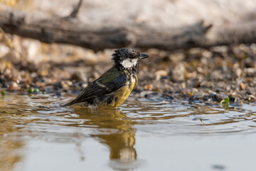 carbonero común bañandose en el estanque del bosque (Parus major)