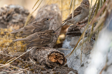  gorrión común adulto cebando a un pollo (Passer domesticus)