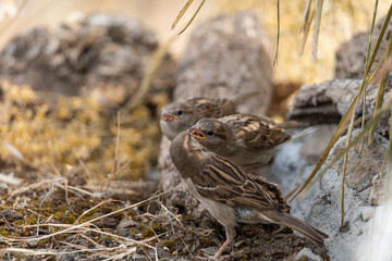  gorrión común adulto cebando a un pollo (Passer domesticus)