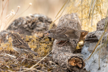  gorrión común adulto cebando a un pollo (Passer domesticus)