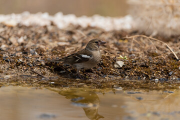 pinzón vulgar reflejado en el agua del estaque (Fringilla coelebs) 