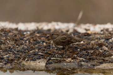  gorrión común (Passer domesticus)