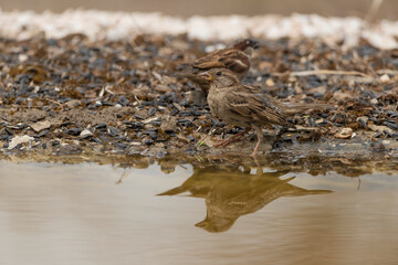  gorrión común bebiendo y bañandose en el estanque (Passer domesticus)