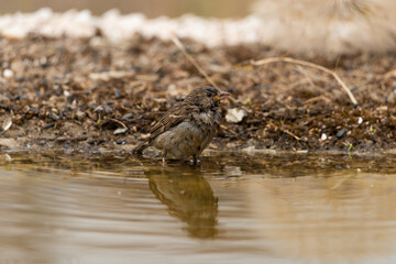  gorrión común bebiendo y bañandose en el estanque (Passer domesticus)