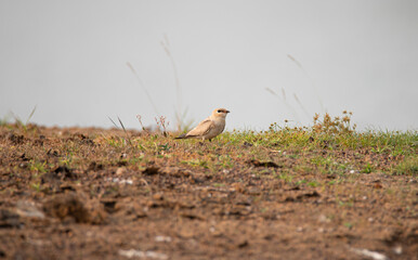 Small pratincole bird on the ground