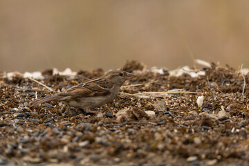  gorrión común en el suelo del parque (Passer domesticus)
