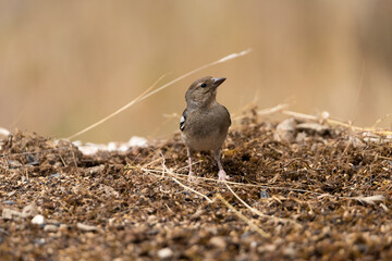 pinzón vulgar en el suelo del parque (Fringilla coelebs) 
