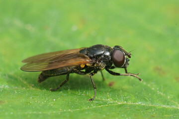 Closeup on a buttercup blacklet, Cheilosia albitarsis sitting on a green leaf