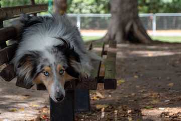 A dog lying on a bench in the park - Powered by Adobe