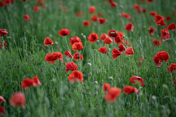 Panorama with red poppies. Idyllic view, meadow with red poppies blue sky in background Bavaria Germany