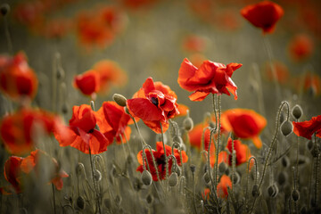 Fototapeta premium Panorama with red poppies. Idyllic view, meadow with red poppies blue sky in background Bavaria Germany