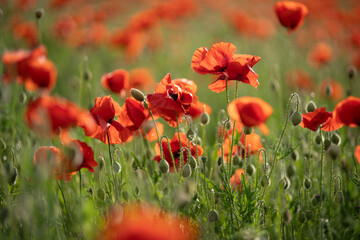 Panorama with red poppies. Idyllic view, meadow with red poppies blue sky in background Bavaria Germany