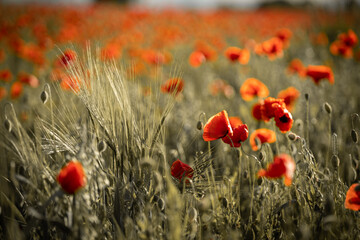 Panorama with red poppies. Idyllic view, meadow with red poppies blue sky in background Bavaria Germany