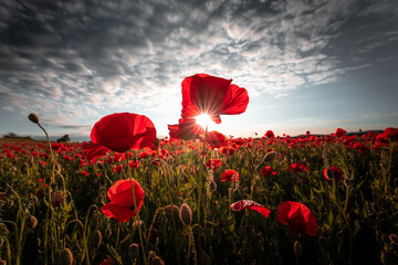 Panorama with red poppies. Idyllic view, meadow with red poppies blue sky in background Bavaria Germany