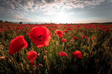 Panorama with red poppies. Idyllic view, meadow with red poppies blue sky in background Bavaria Germany